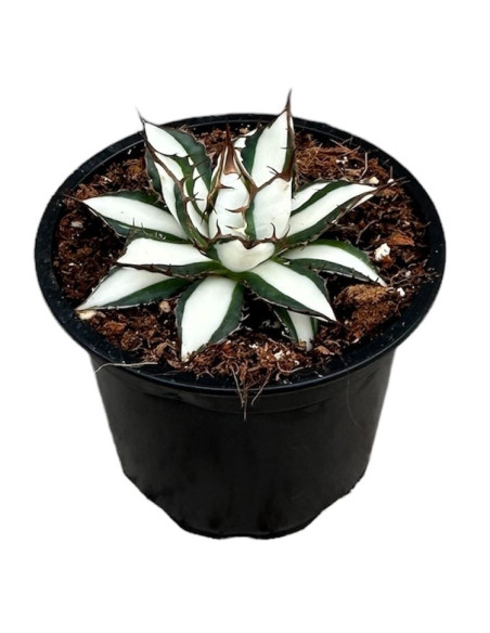 Vendita Online Pianta Agave Peace Revolution-Piante Rare|Mondo Piante