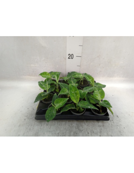 Abelia Plant for Sale - Bush Plants Online | Mondo Piante