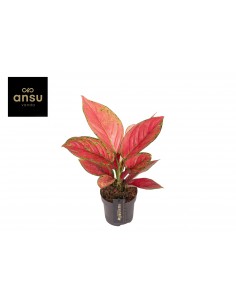 Pianta Aglaonema Ruby Love...