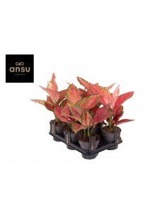 Pianta Aglaonema Ruby Love... 2