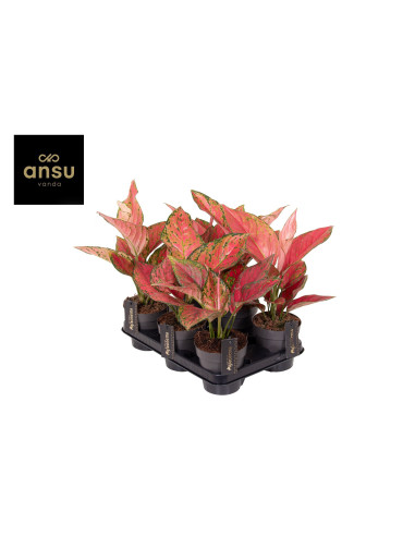 Vendita Pianta di Aglaonema Ruby Love -Piante Rare|Mondo Piante
