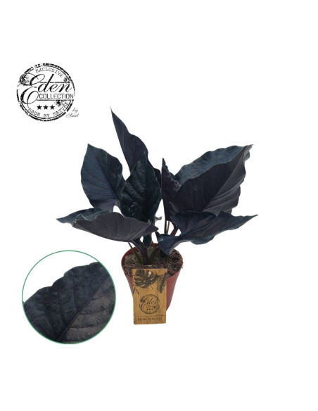 Vendita Pianta di Alocasia Antoro Velvet -Piante Rare|Mondo Piante