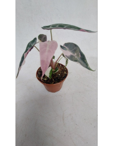 Vendita Pianta di Alocasia Bambino Pink  -Piante Rare|Mondo Piante