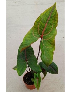 copy of Abelia Confetti Plant