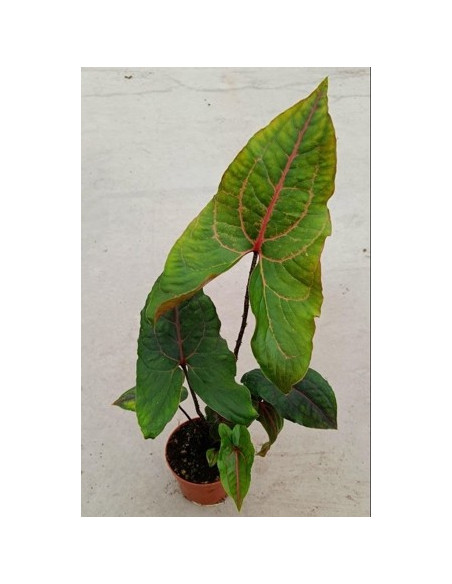 Vendita Pianta di  Alocasia Black Jack  -Piante Rare|Mondo Piante