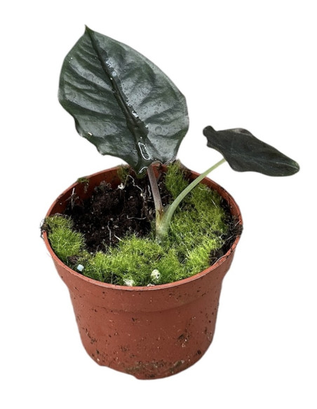 Abelia Plant for Sale - Bush Plants Online | Mondo Piante