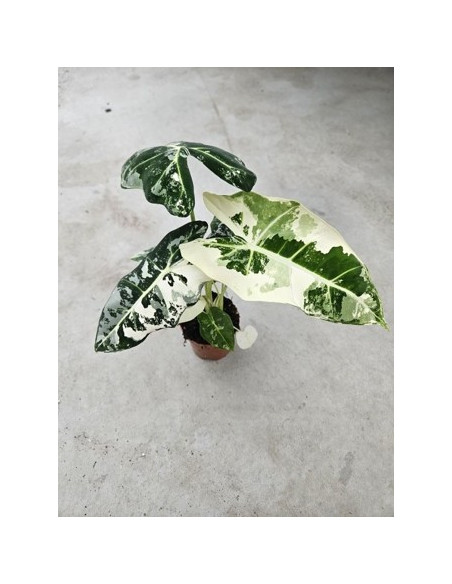 Abelia Plant for Sale - Bush Plants Online | Mondo Piante