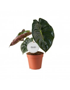 Pianta Alocasia Golden Bone