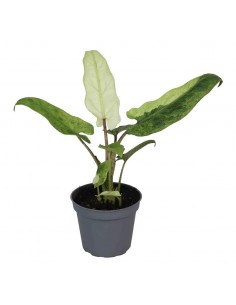 Pianta di Alocasia...
