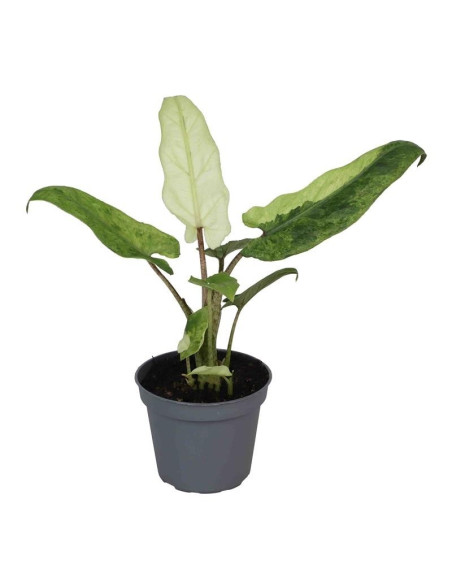 Vendita Alocasia Lauterbachiana Variegata 6cm-Piante Rare|Mondo Piante