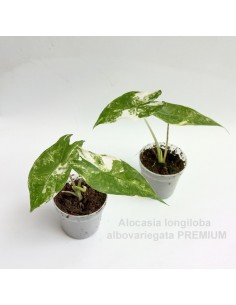 Pianta Alocasia Longiloba...