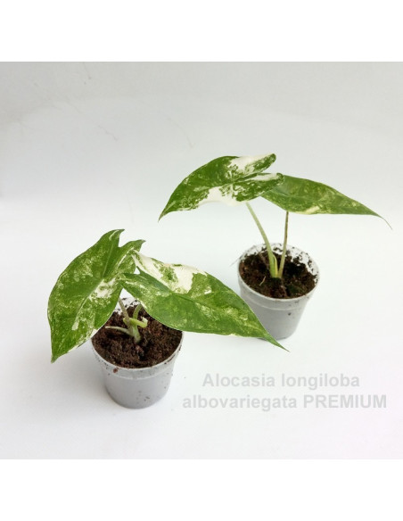 Vendita Pianta  Alocasia Longiloba Variegata -Piante Rare|Mondo Piante