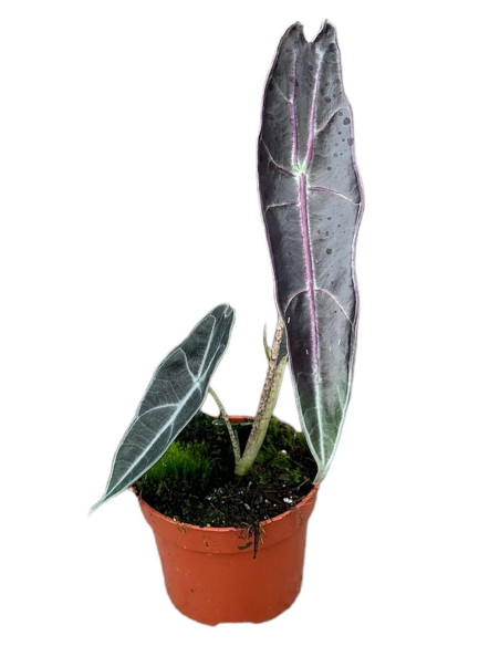 Abelia Plant for Sale - Bush Plants Online | Mondo Piante