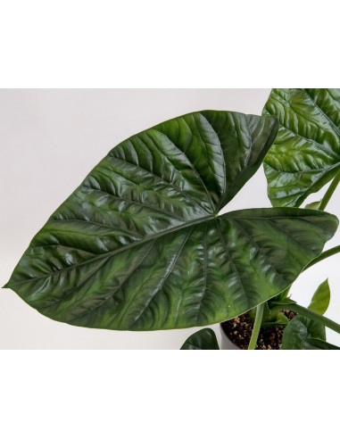 Vendita Pianta di Alocasia Lukiwan -Piante Rare|Mondo Piante