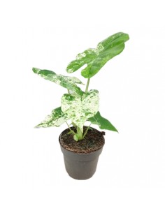 Pianta di Alocasia...