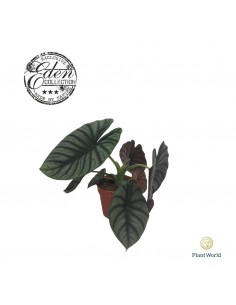 copy of Abelia Confetti Plant