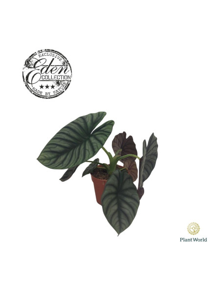 Abelia Plant for Sale - Bush Plants Online | Mondo Piante