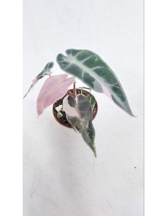 Pianta Alocasia Polly...