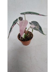 copy of Abelia Confetti Plant 2