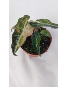 copy of Abelia Confetti Plant 2