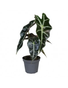 Pianta Alocasia Polly Vaso 6cm