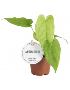 copy of Abelia Confetti Plant