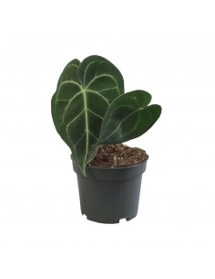 copy of Abelia Confetti Plant
