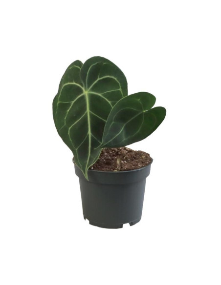 Vendita Pianta di Anthurium Clarinervium - Piante Rare|Mondo Piante