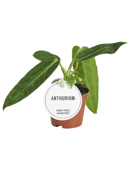 Vendita Pianta di Anthurium Warocqueanum- Piante Rare|Mondo Piante