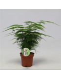 Pianta Asparagus Setaceus Piumosa Vaso 6cm