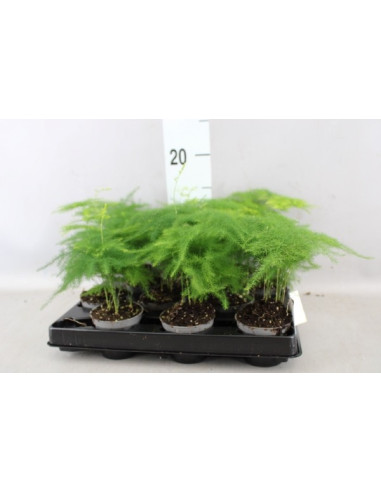 Vendita Asparagus Setaceus Vaso 6cm-Piante da Interno|Mondo Piante