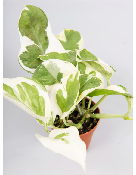 Vendita Pianta Epipremnum NJoy Vaso 5.5-Piante Online | Mondo Piante