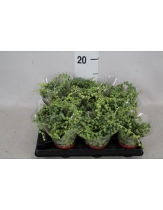 Pianta Grassa Senecio...