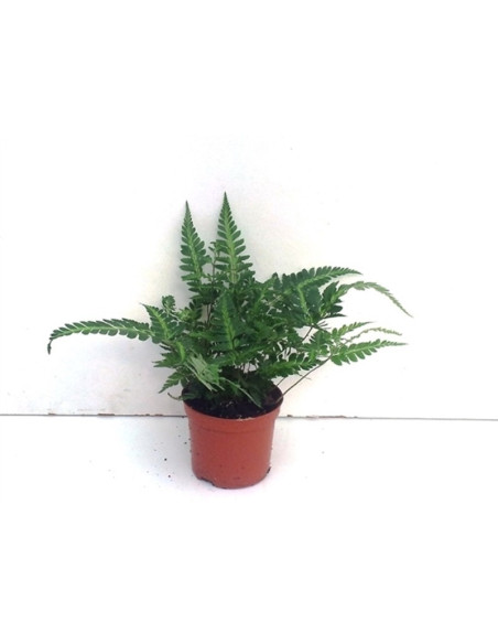 Vendita Pianta Felce Cuoio 8.5cm-Piante Verdi Online | Mondo Piante