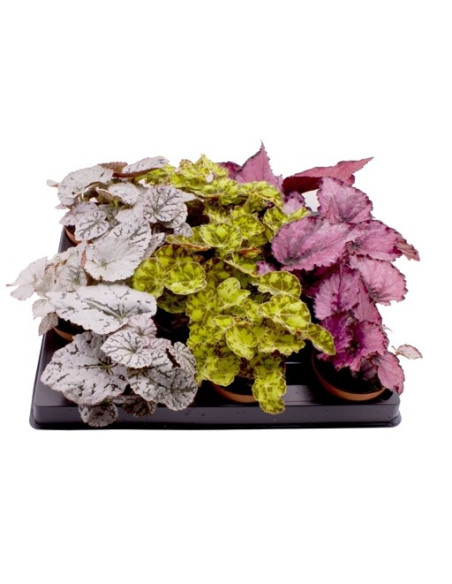 Vendita Pianta di Begonia foliage Rex 6cm-Piante Rare|Mondo Piante
