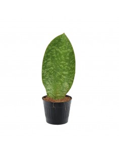 Pianta Sansevieria...
