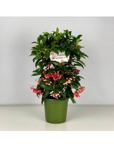 Pianta Ardisia crenata...