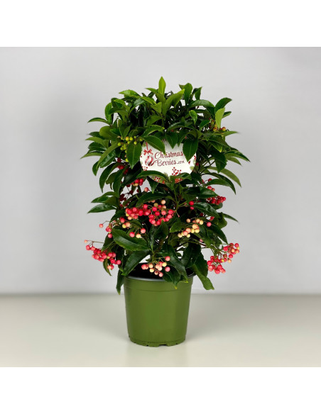 Vendita Pianta Ardisia crenata - Piante Verdi Online | Mondo Piante