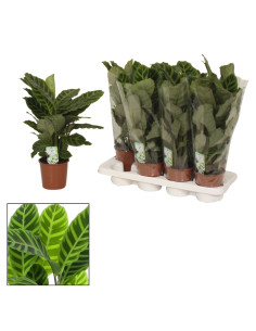 Vendita Pianta di Calathea zebrina-Piante Verdi|Mondo Piante