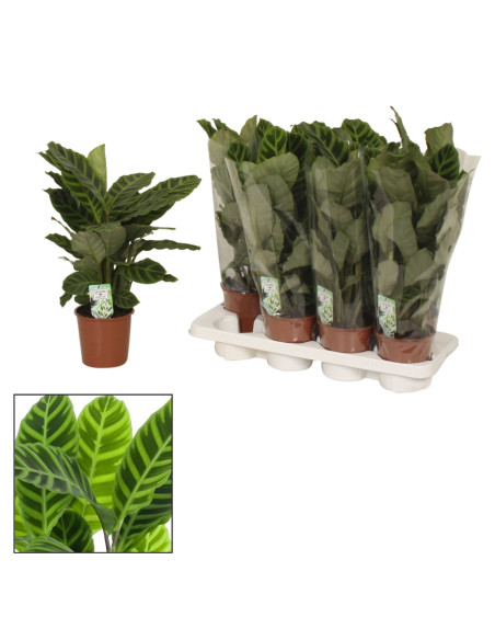 Vendita Pianta di Calathea zebrina-Piante Verdi|Mondo Piante