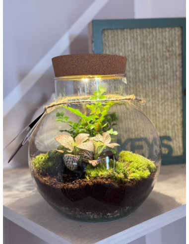 Vendita Online Terrarium Venus Con Led  - Terrarium |Mondo Piante