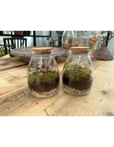 Vendita Terrarium di piante - Terrarium |Vivaio Mondo Piante