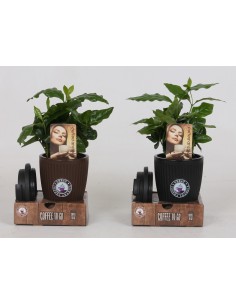 Pianta Coffea in To Go Cup 9cm
