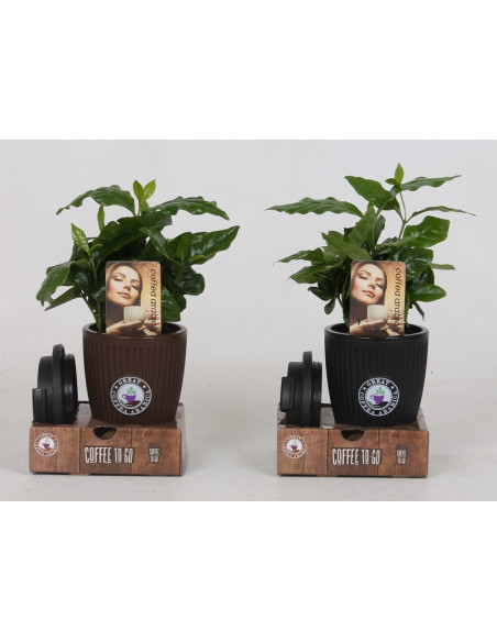 Pianta Caffè Arabica-Vendita Piante Verdi Online| Vivaio Mondo Piante