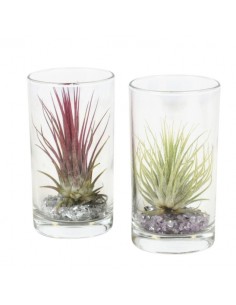Pianta Tillandsia in vetro