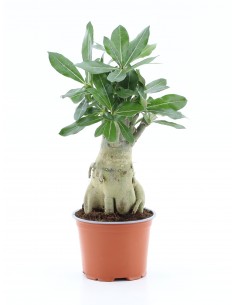 Pianta Adenium obesum... 2