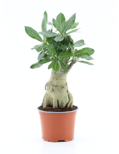Vendita Pianta Adenium obesum 'Anouk'-Piante Verdi Online|Mondo Piante