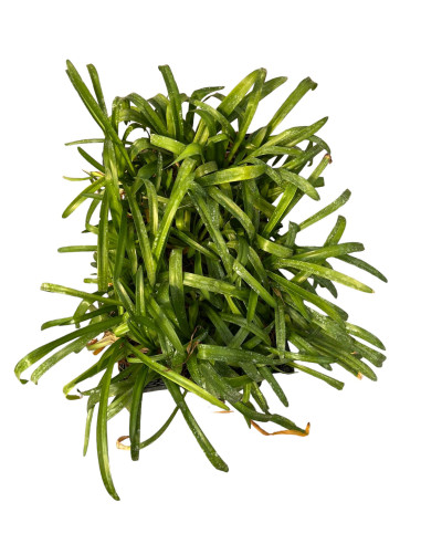 5 Piante di Agapanthus Africano Blu Vaso 7cm-Cespugli|Mondo Piante