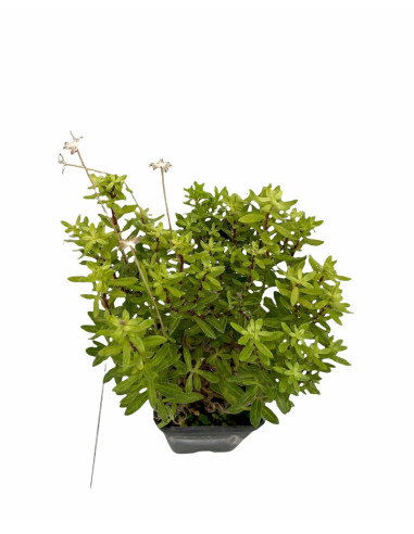 5 Piante di Agathea Coelestis Vaso 7cm-Piante Da Cespuglio|Mondo Piante