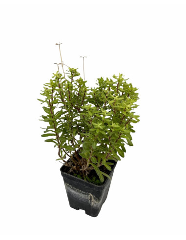 5 Piante di Agathea Coelestis Vaso 7cm-Piante Da Cespuglio|Mondo Piante